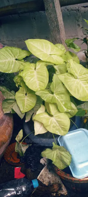 Indoor Plants for Sale
