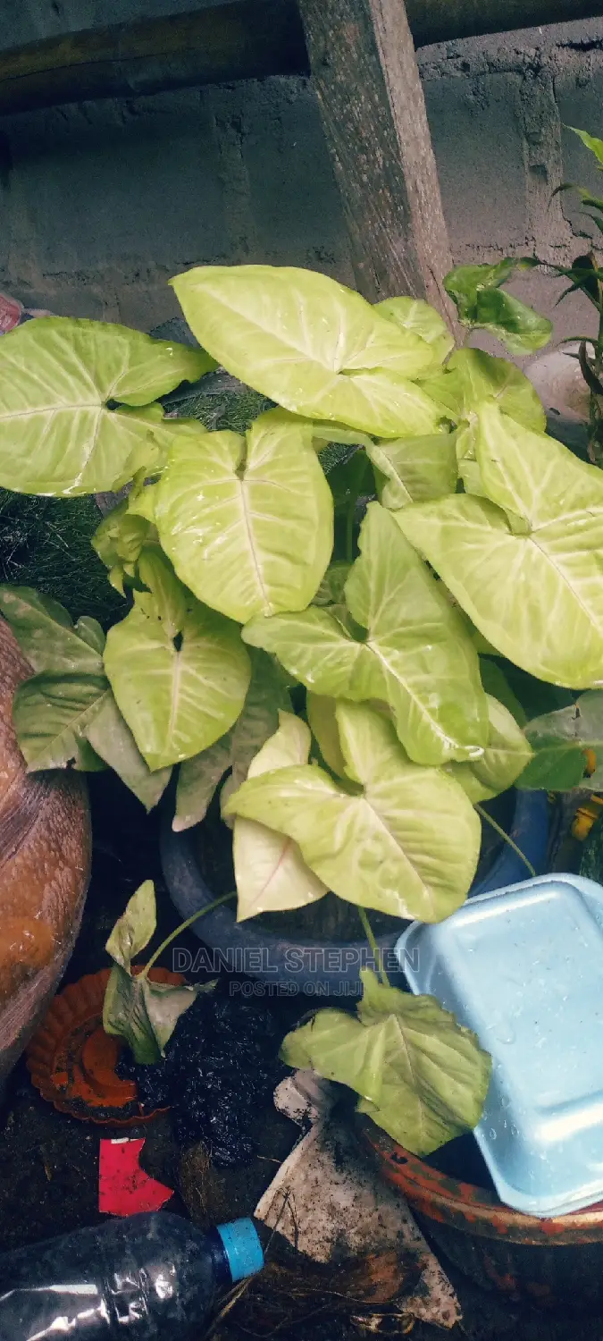 Indoor Plants for Sale