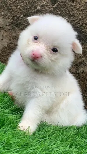 1-3 months Female Purebred American Eskimo