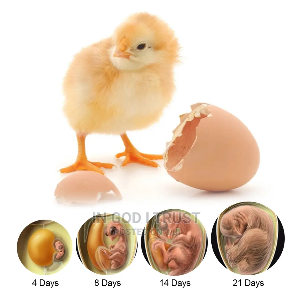 Adjustable Digital Temperature 7 Egg Poultry Incubator