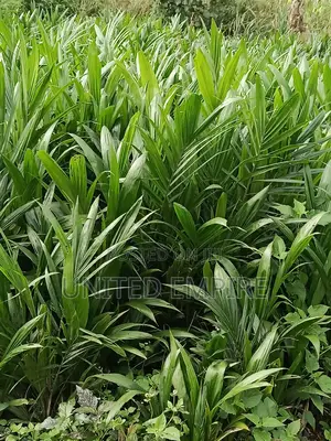 Hybrid Tenera and Super Gene Sprouted Nuts