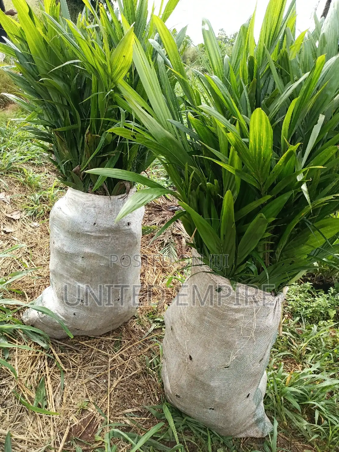 Hybrid Tenera and Super Gene Sprouted Nuts