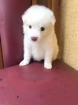 1-3 months Male Purebred American Eskimo