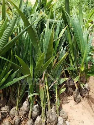 Hybrid Dwarf Coconut Seedlings