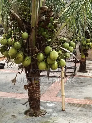 Hybrid Dwarf Coconut Seedlings