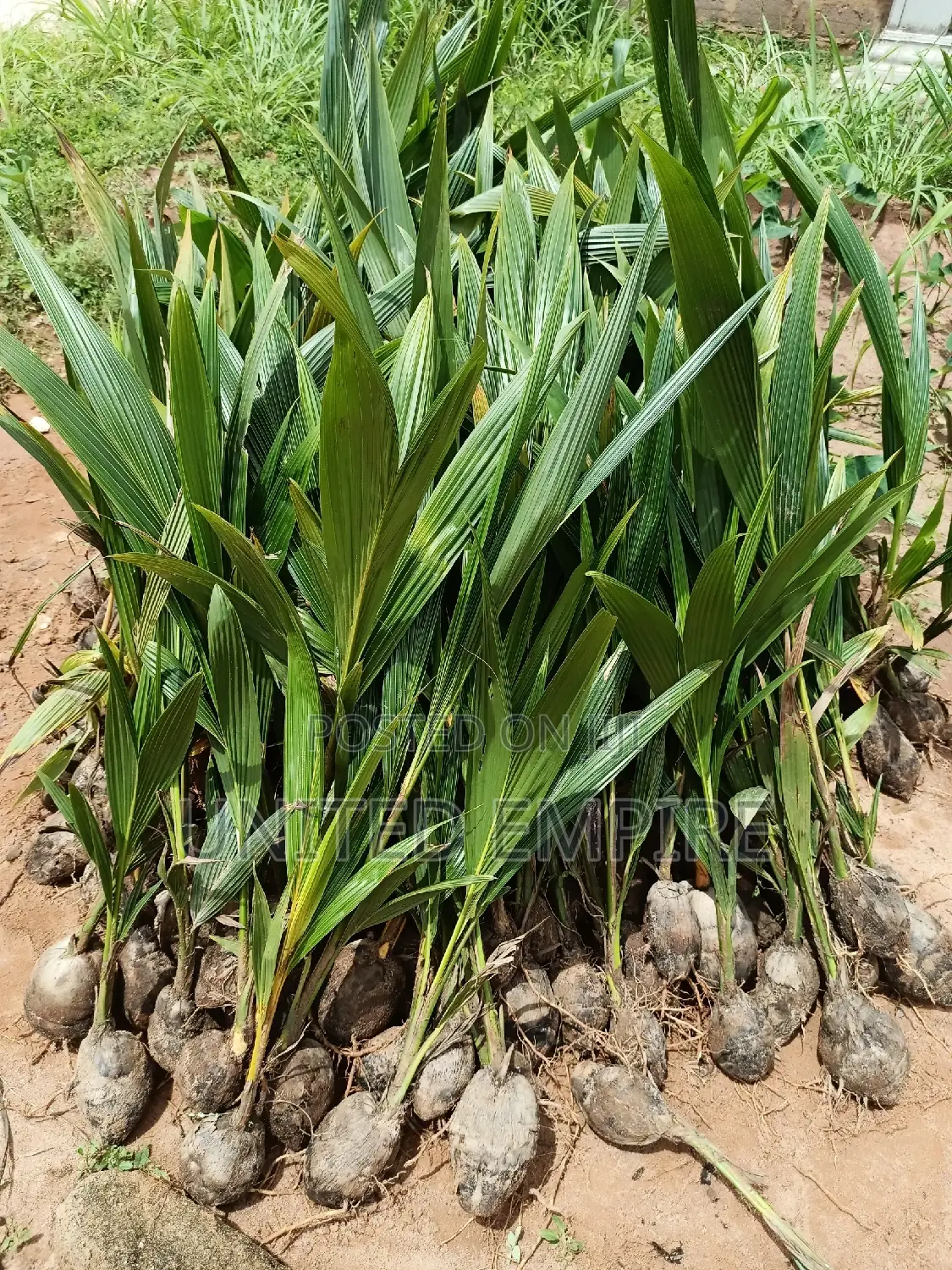 Hybrid Dwarf Coconut Seedlings