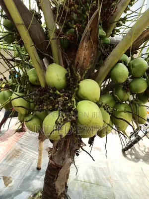 Hybrid Dwarf Coconut Seedlings