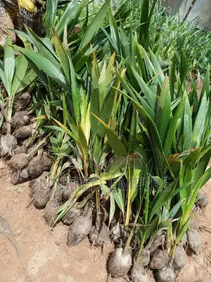 Hybrid Dwarf Coconut Seedlings