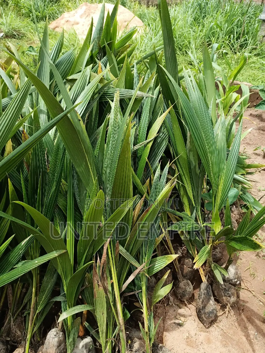 Hybrid Dwarf Coconut Seedlings