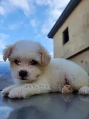 Photo - 1-3 months Female Purebred Lhasa Apso