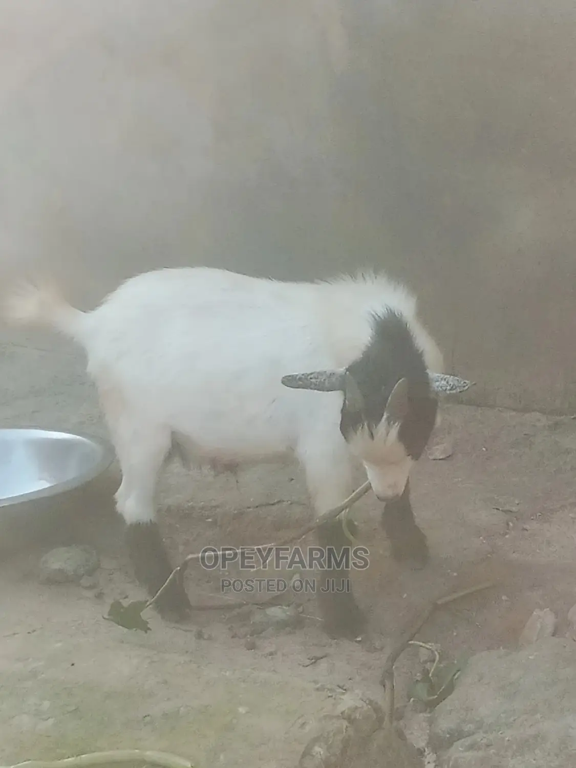 Local Goats