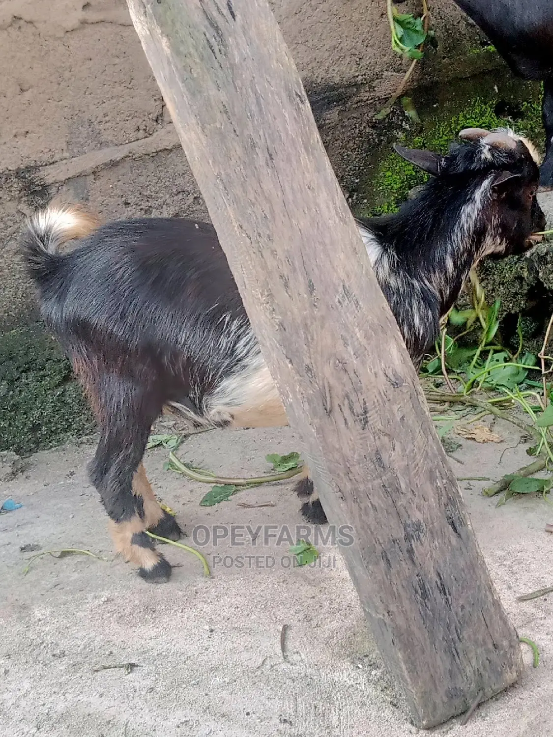 Local Goats