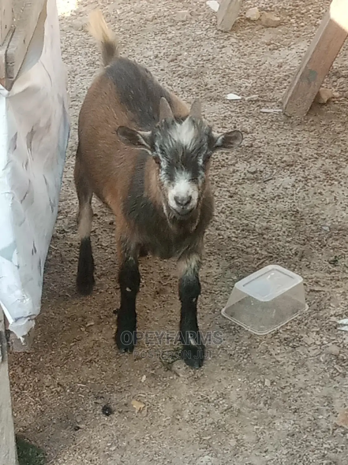 Local Goats