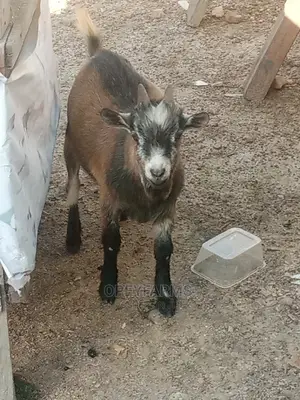 Local Goats