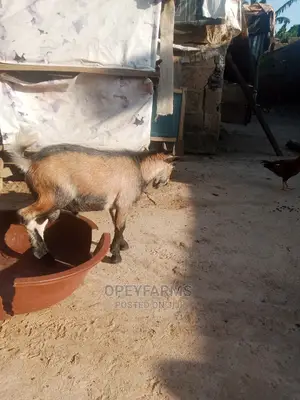 Local Goats
