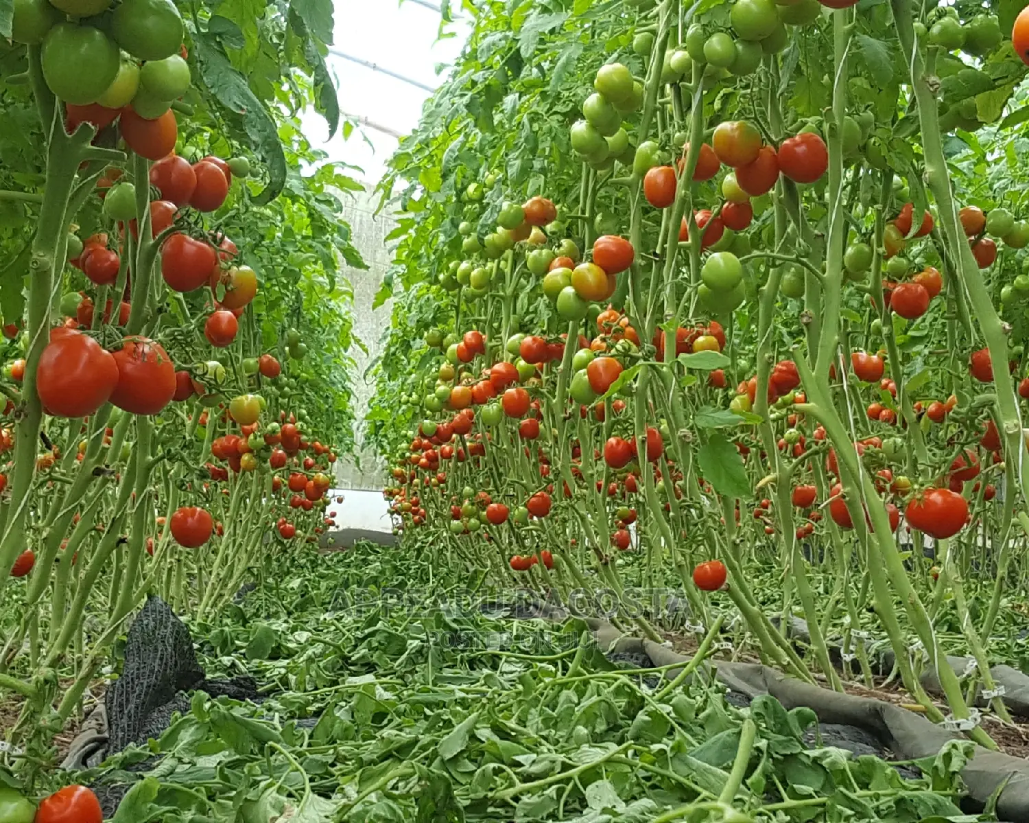 Agronomist