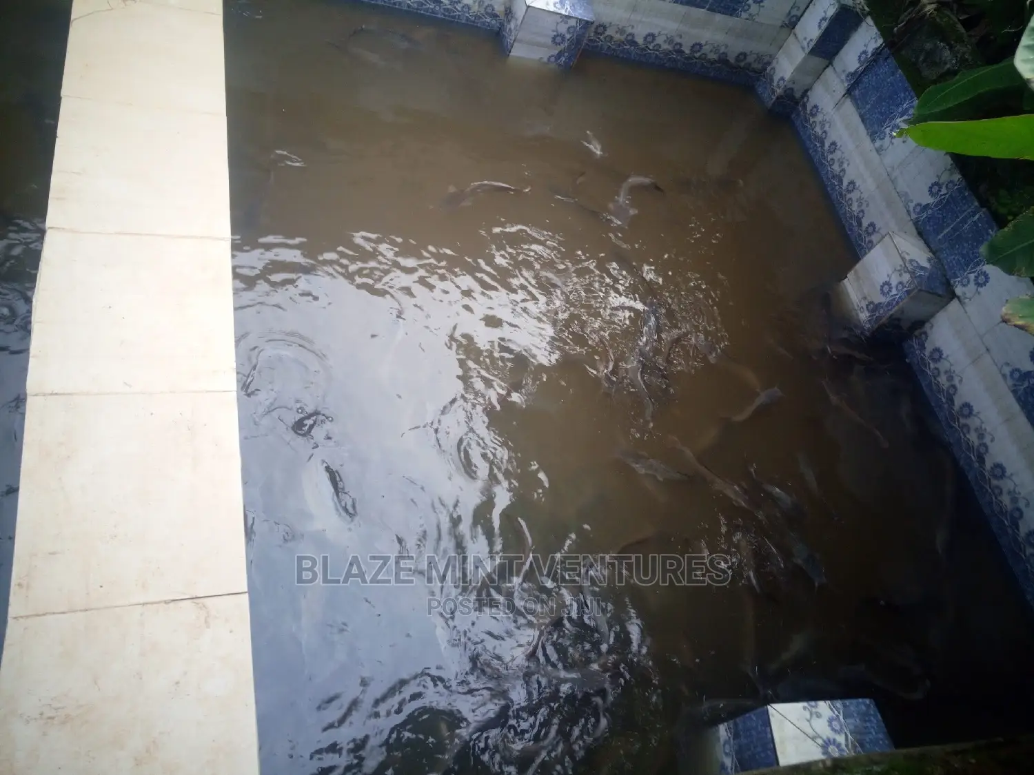 Fish Pond Hatching Pond