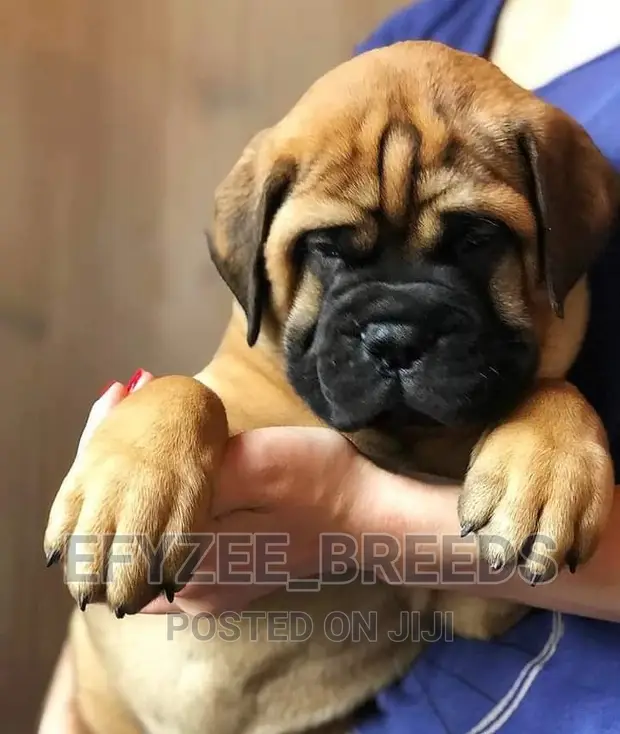 Mastiff Breeds Purebred Bullmastiff Puppies For Sale 1-3 Months