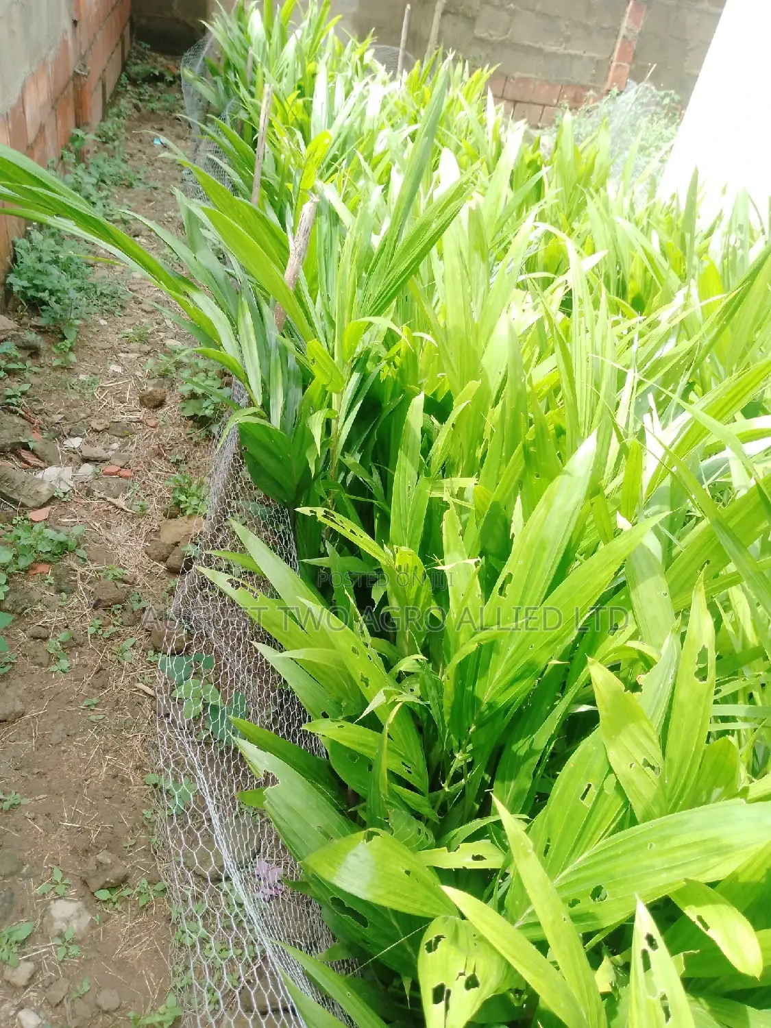 Supergene Malaysia Palm Oil Trees