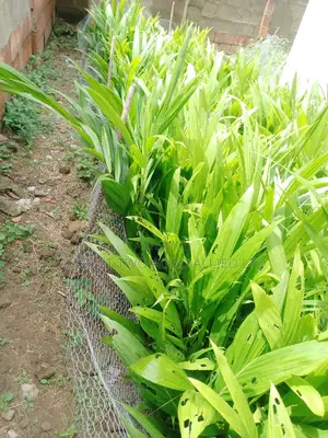Supergene Malaysia Palm Oil Trees