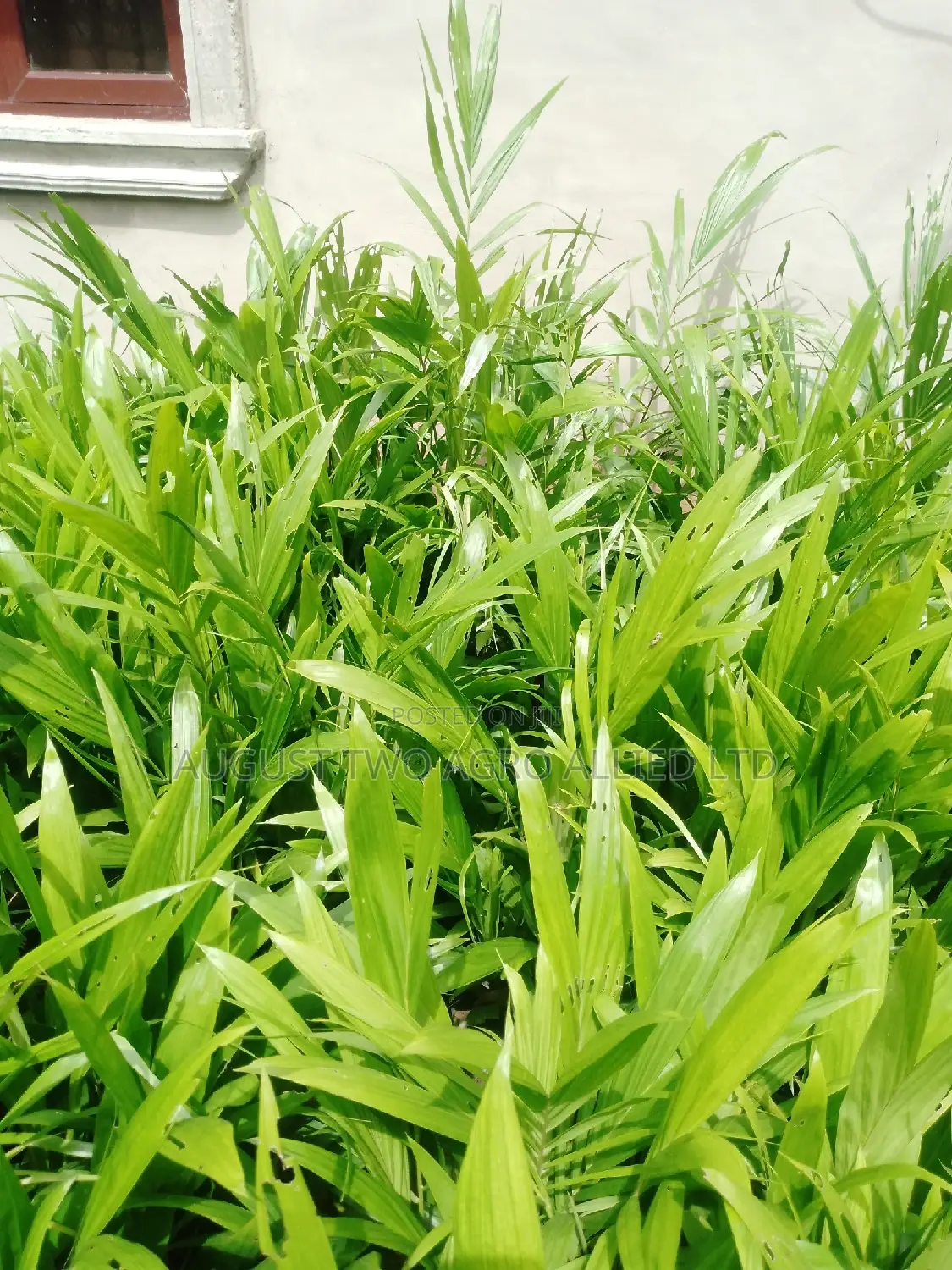 Supergene Malaysia Palm Oil Trees
