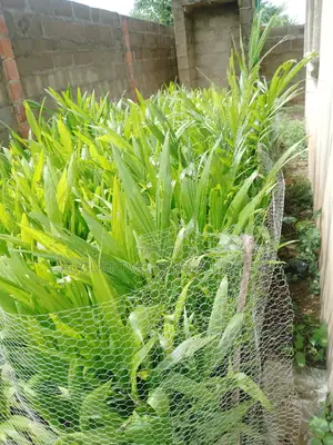 Supergene Malaysia Palm Oil Trees