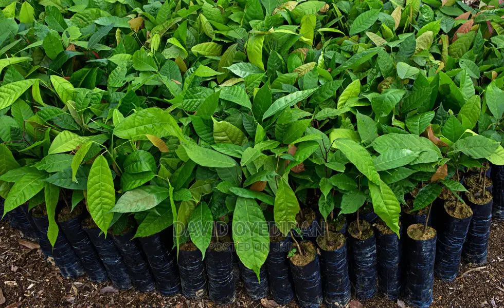 Hybrid Cocoa Seedlings