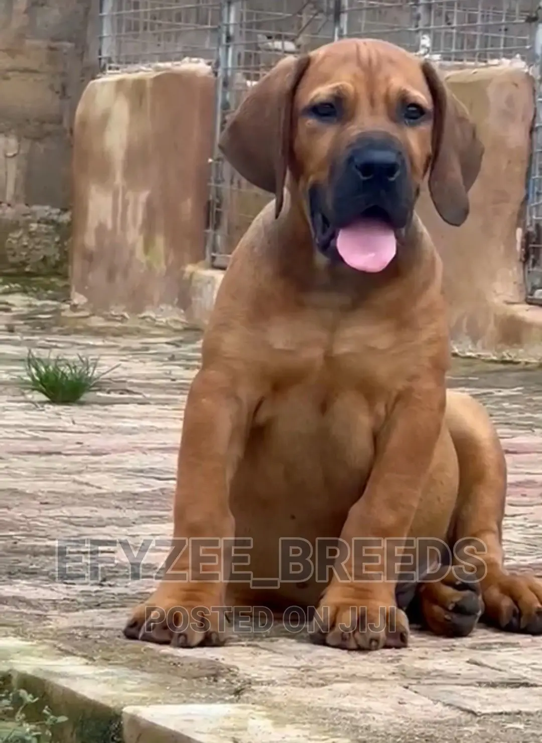 1-3 months Male Purebred Boerboel