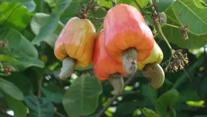 Cashew Seedlings - 36 Months Brazilian Jumbo Hybrid Variety