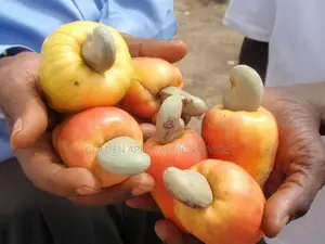 Cashew Seedlings - 36 Months Brazilian Jumbo Hybrid Variety