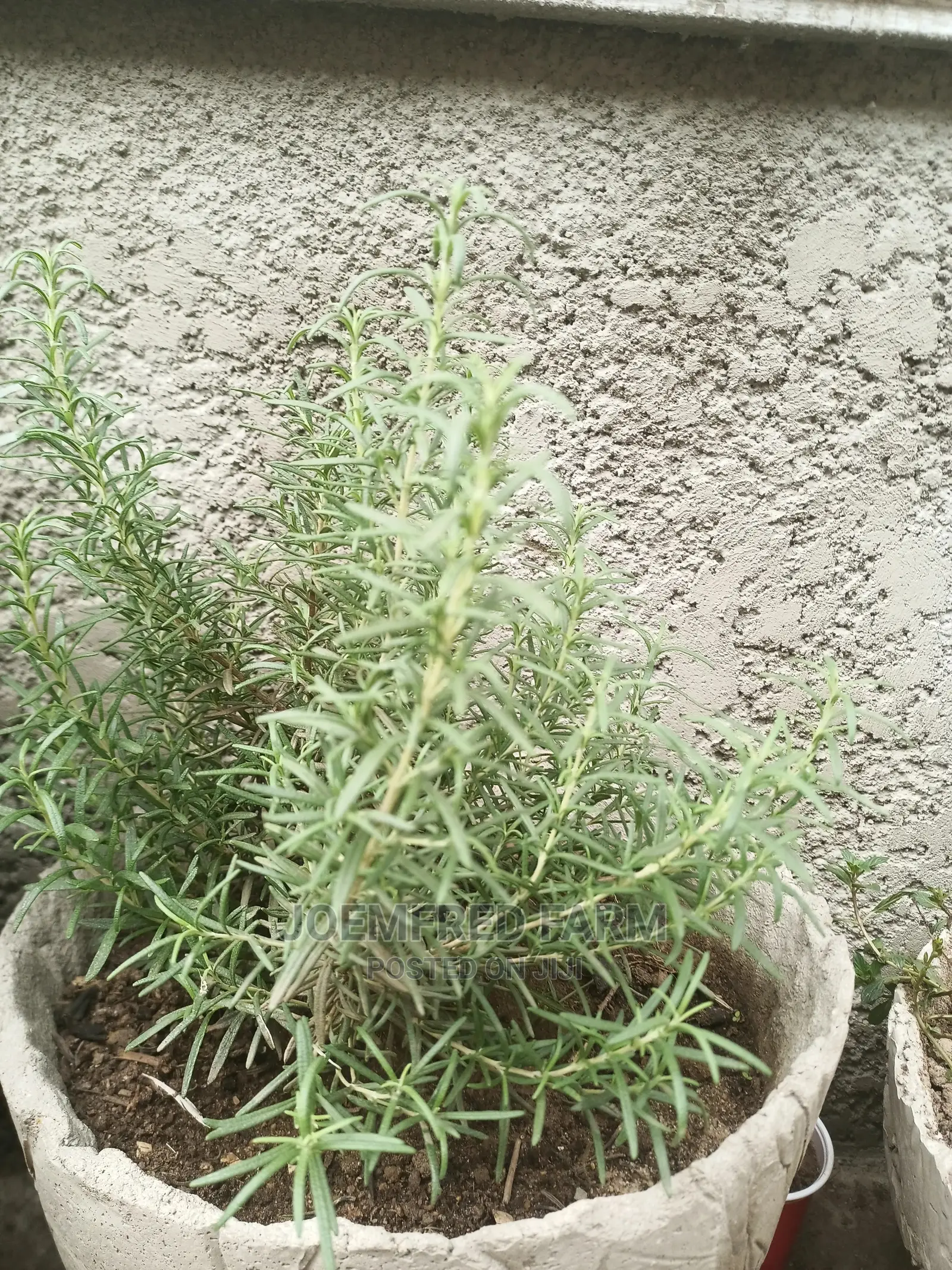 Rosemary Seedlings