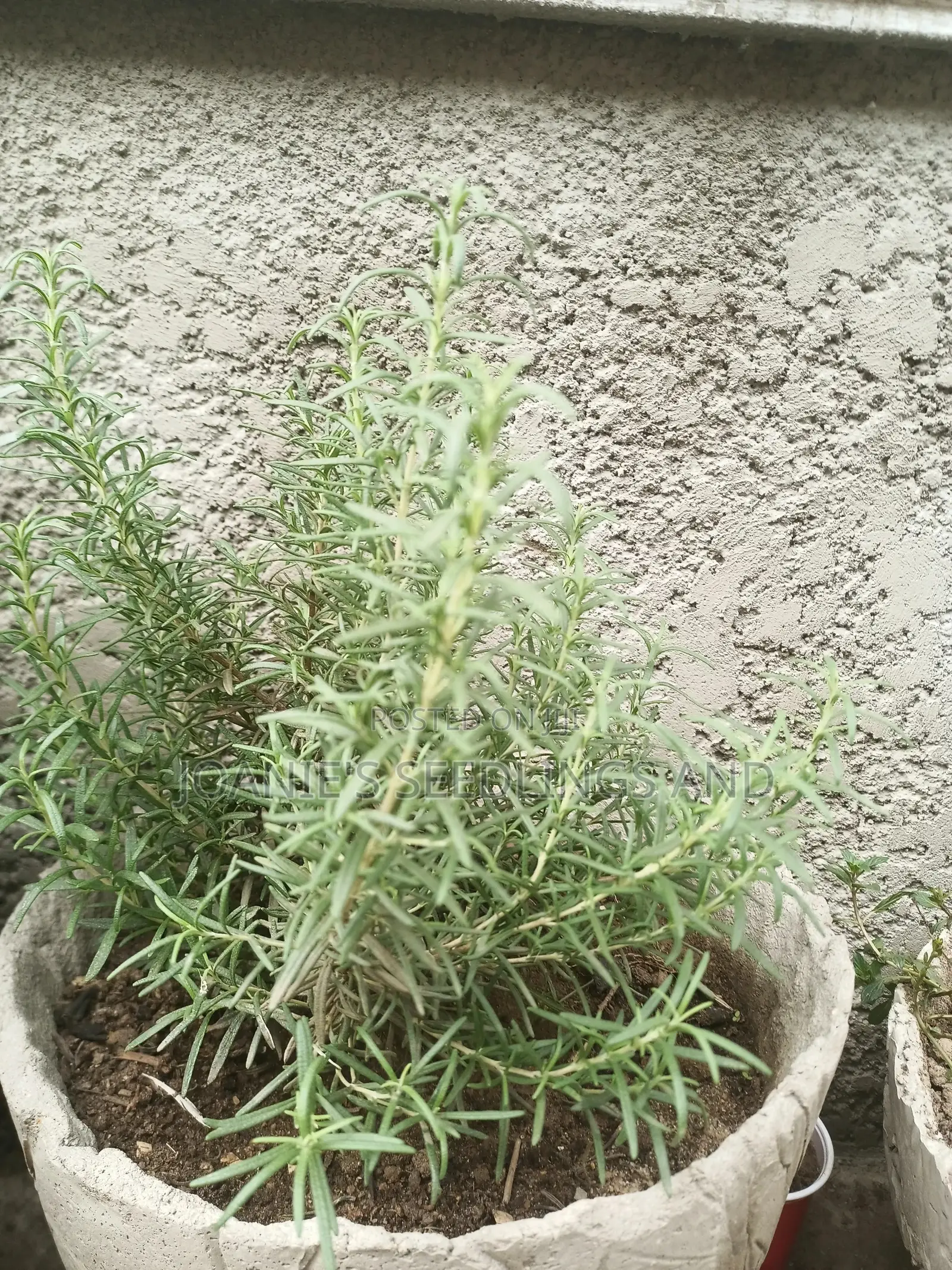 Rosemary Seedlings