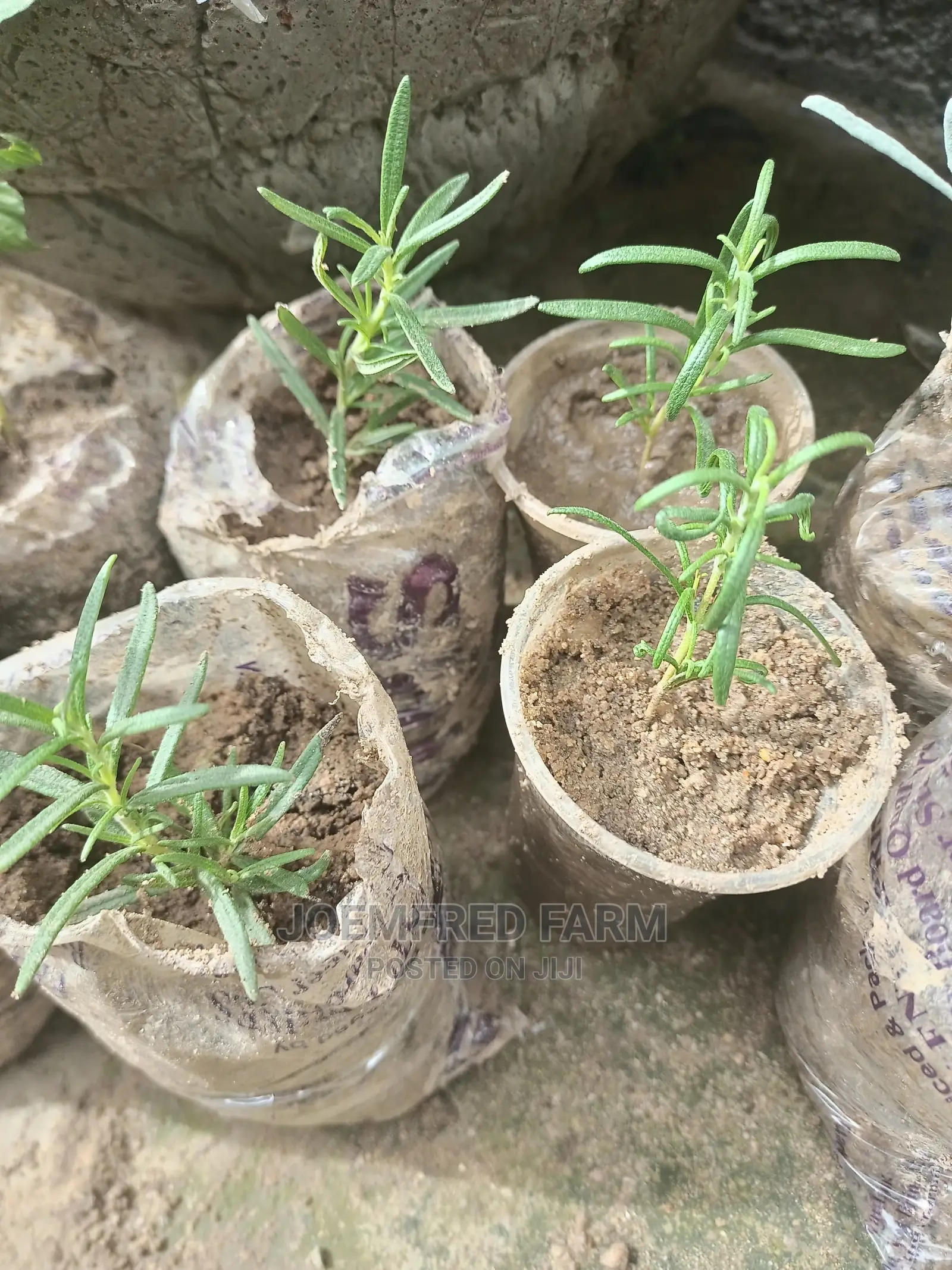 Rosemary Seedlings