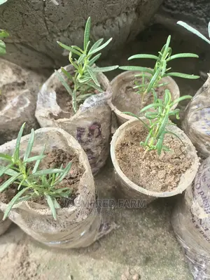 Rosemary Seedlings