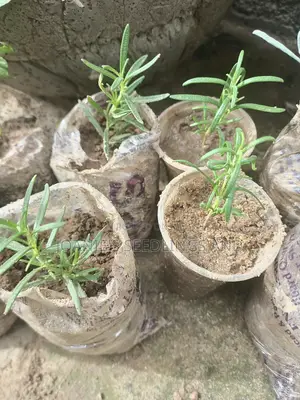 Rosemary Seedlings