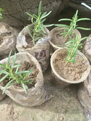 Rosemary Seedlings