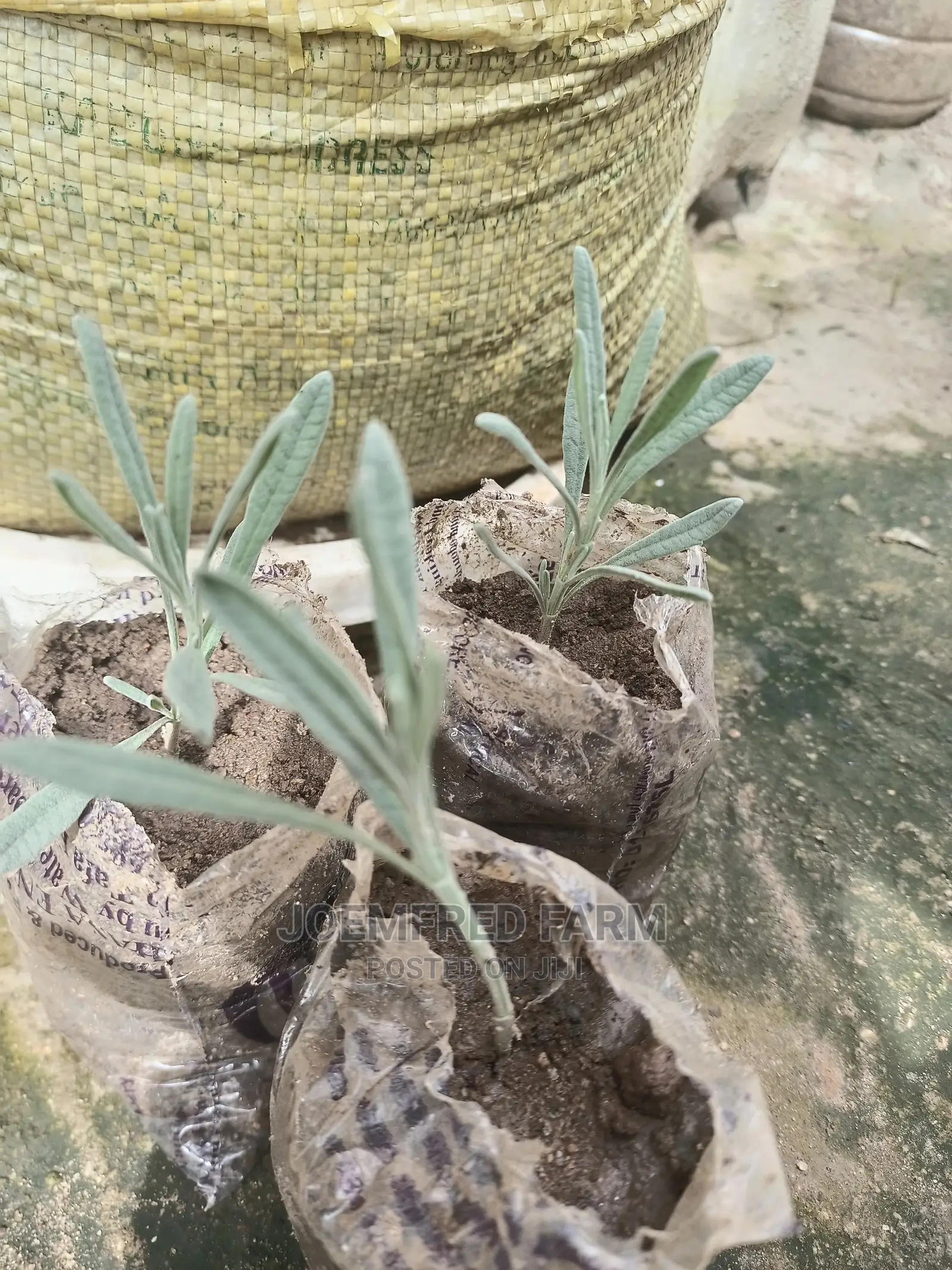 Lavender Seedling