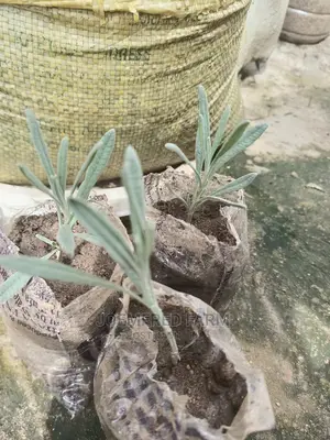 Lavender Seedling