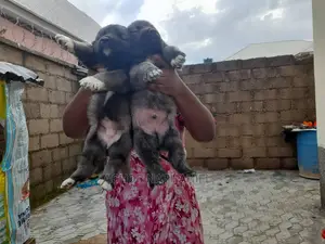 1-3 months Female Purebred Caucasian Shepherd