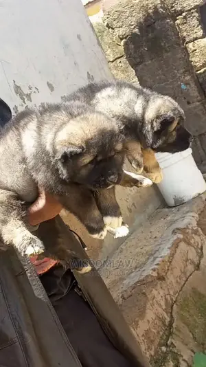 1-3 months Male Purebred Caucasian Shepherd