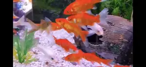 Affordable Gold Fish In Lagos