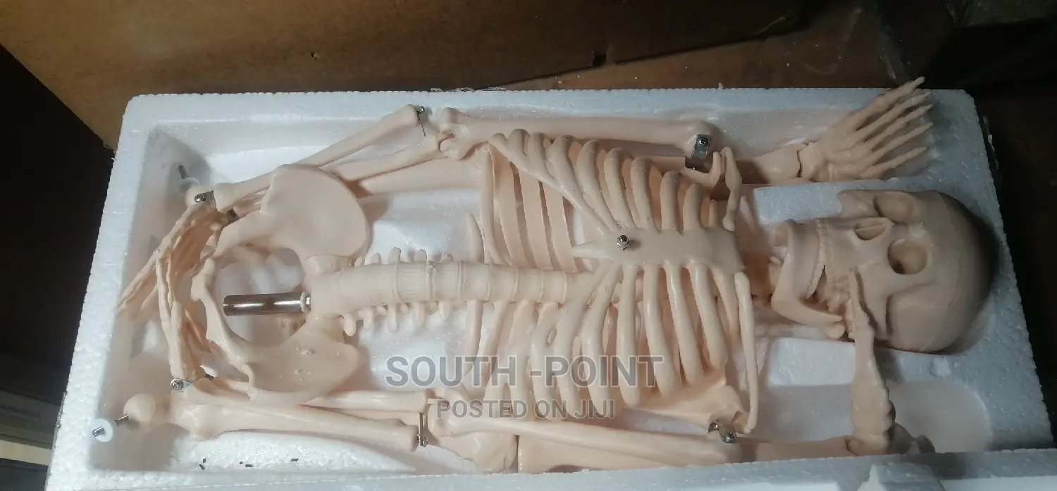 Human Skeleton