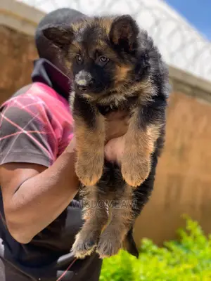 1-3 months Female Purebred German Shepherd
