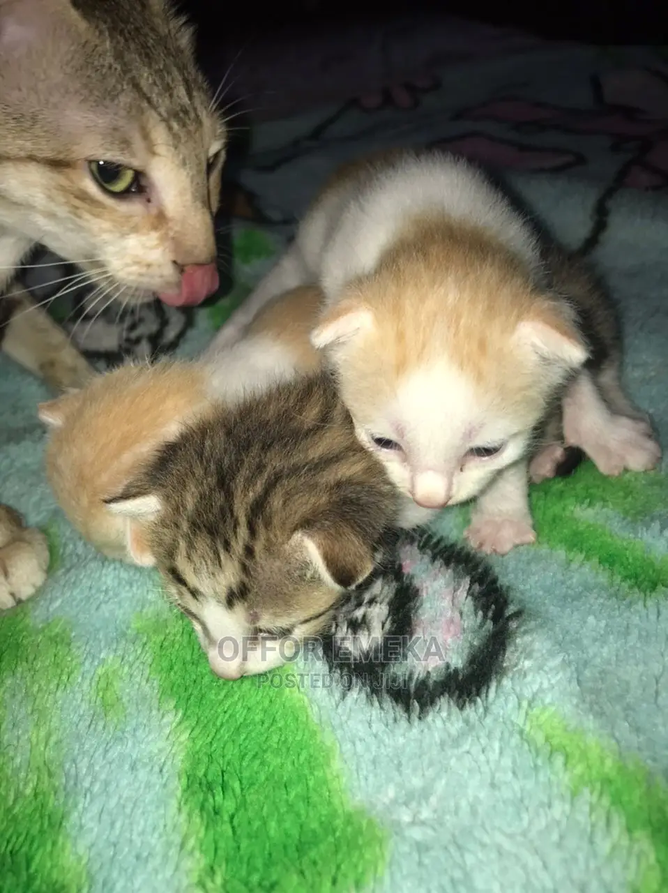0-1 month Female Mixed Breed Ocicat