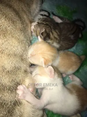 0-1 month Female Mixed Breed Ocicat