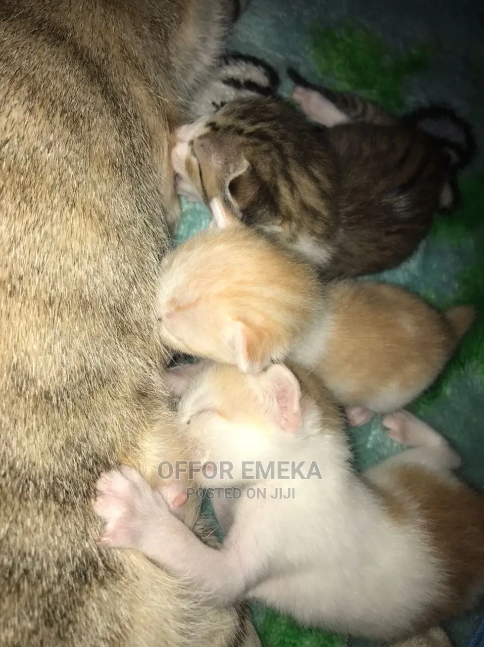 0-1 month Female Mixed Breed Ocicat