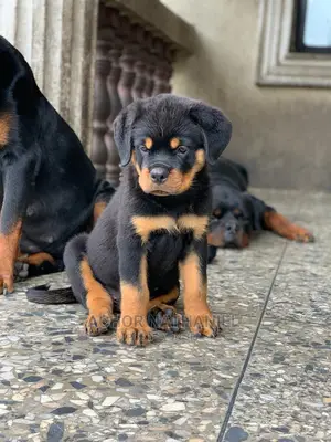 1-3 months Male Purebred Rottweiler