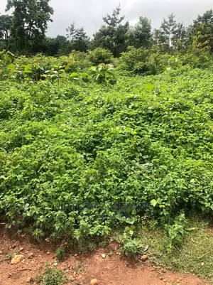 250 Acres of Existing Farm With C of O in Ogun State Cheaper