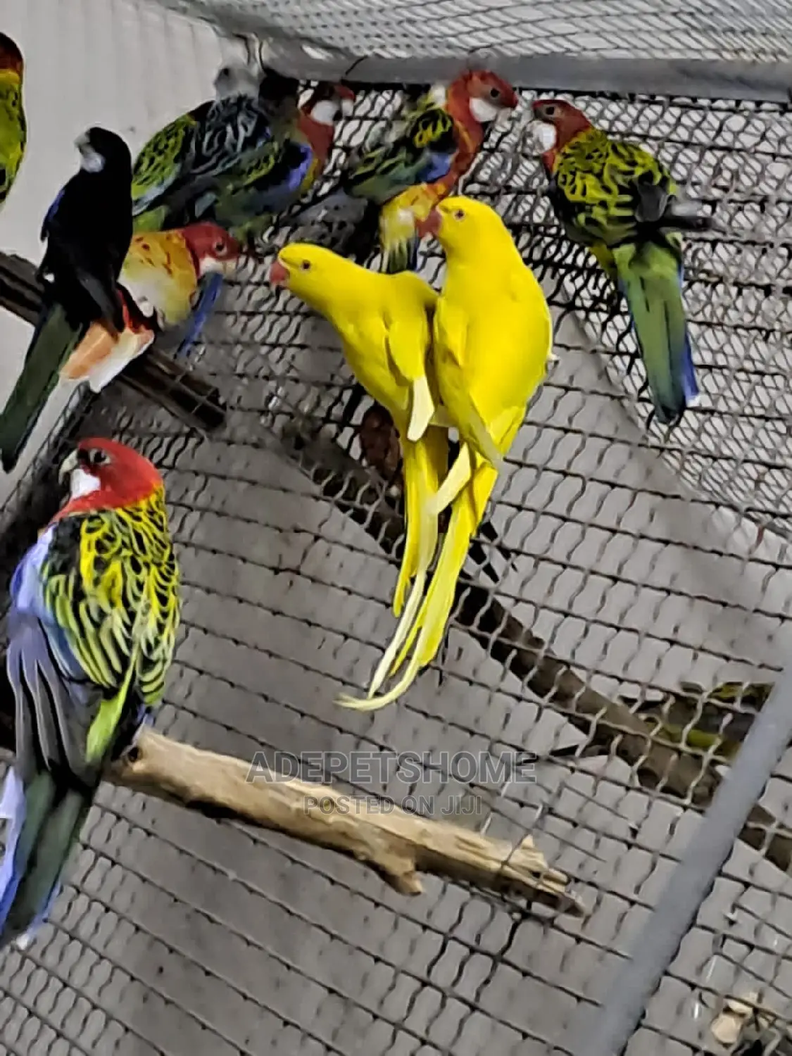 Rosellas for Sale