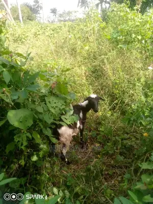 Native Goats,Rams,Native Dwarf Cow,Chickens,Dogs.
